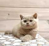 Gatinho british shorthair
