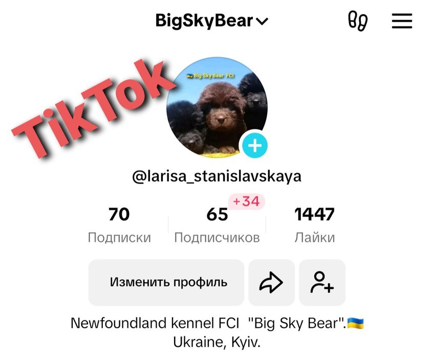 Ньюфаундленд.  Коричневые и черные щенки..КСУ.