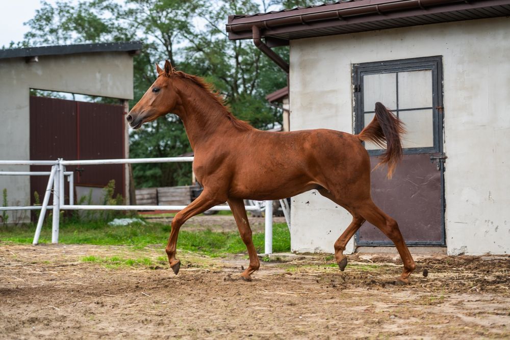 Ogier ujeżdżeniowy 2023r. Morricone x Rosengold