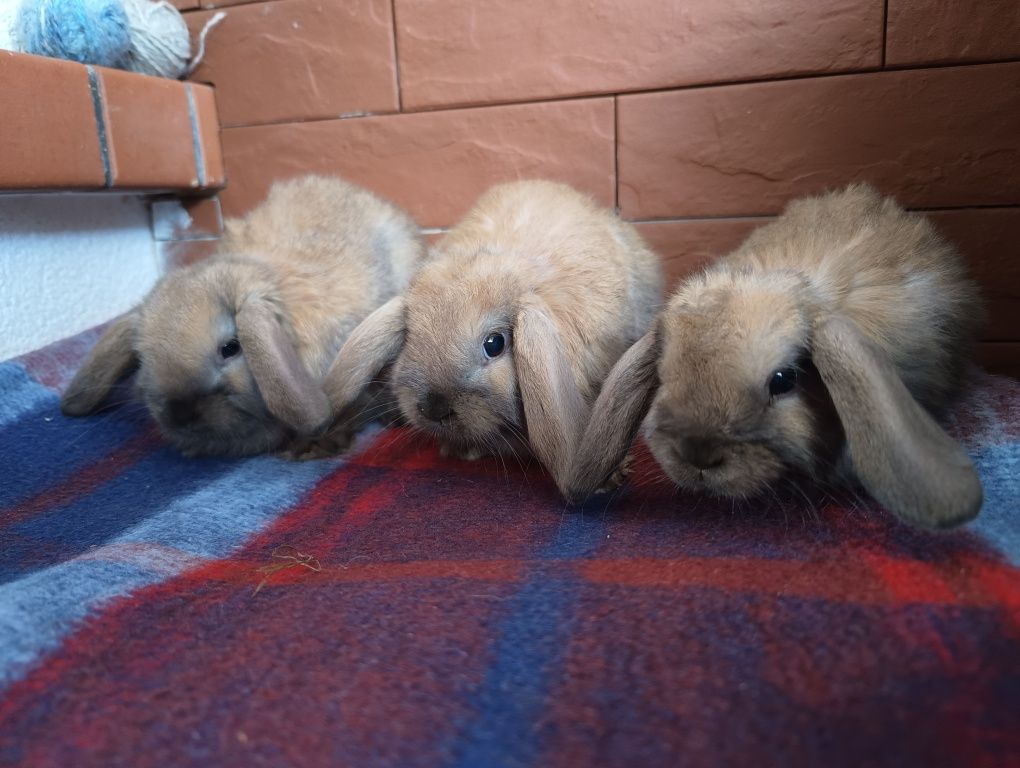 Sprzedam karzełek baran, baranek, mini lop