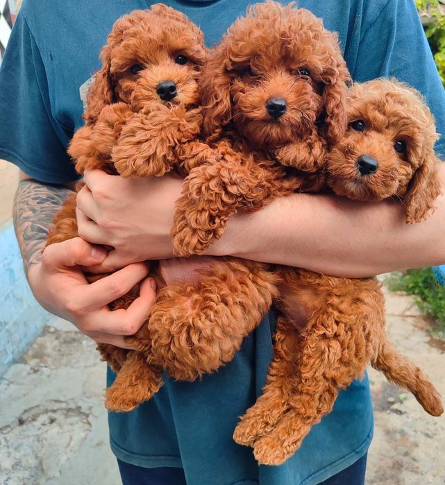 Хлопчики і дівчатка  той пудель,