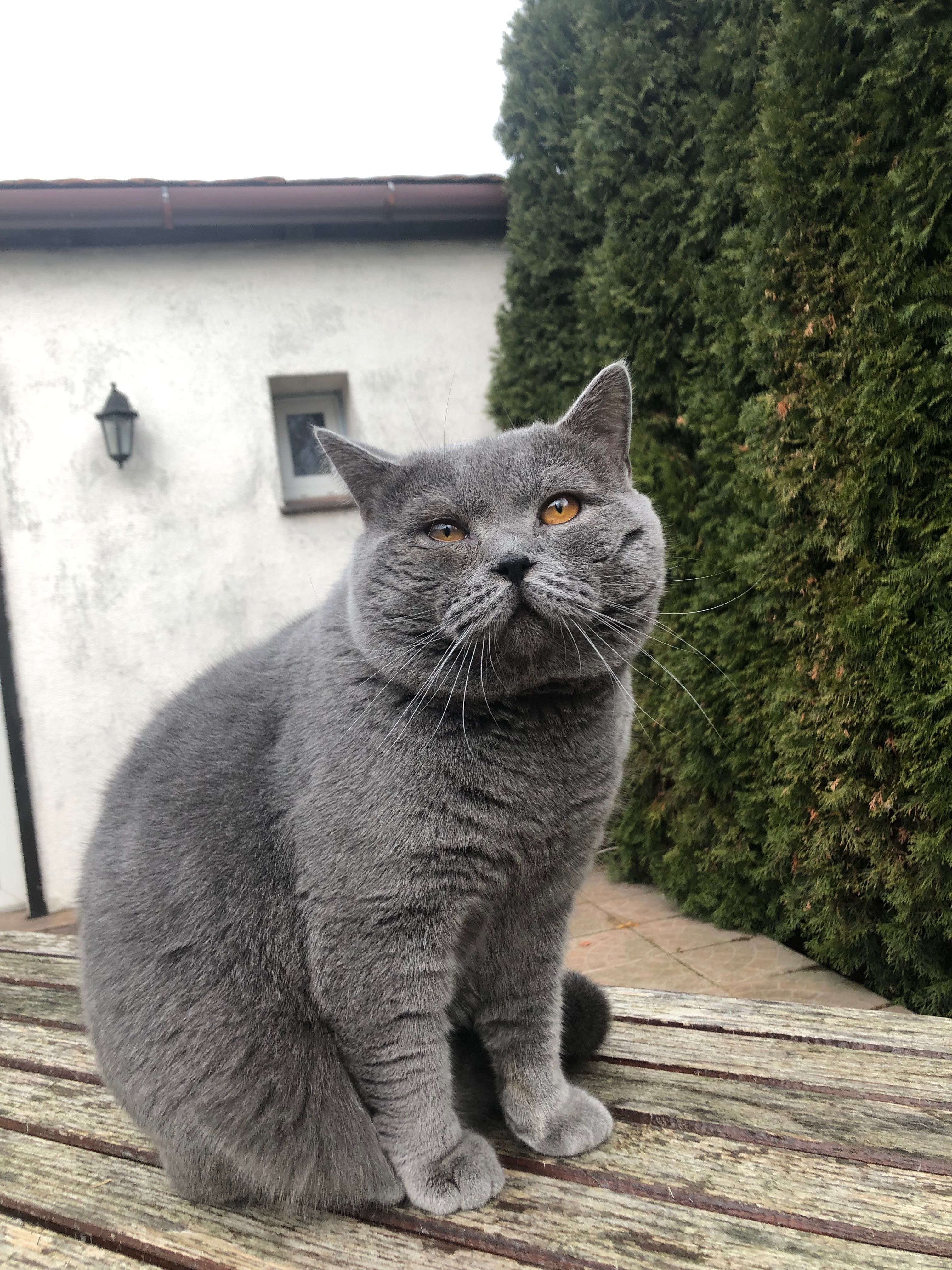 Benek - Kot szkocki do adopcji
