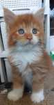 Przepiękne kocięta Maine Coon XXL