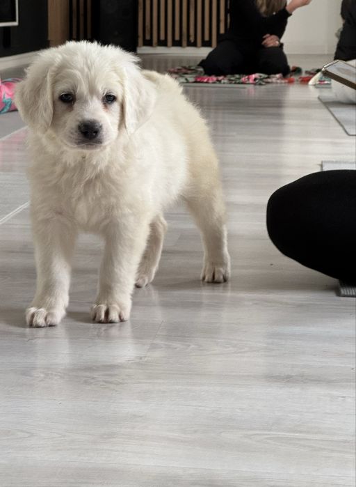 Owczarek podhalanski suczka