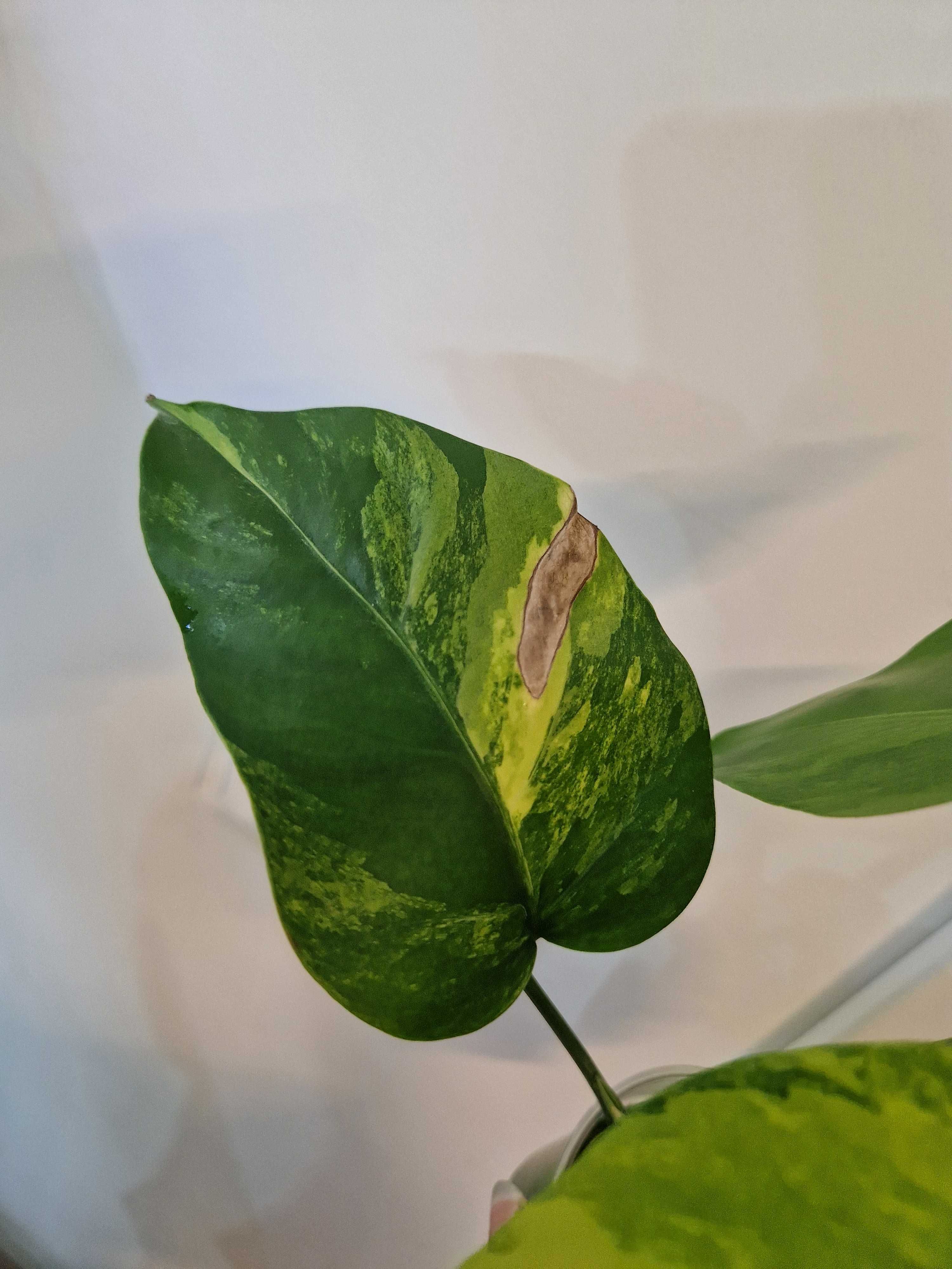 Monstera marmorata aurea 5 liści