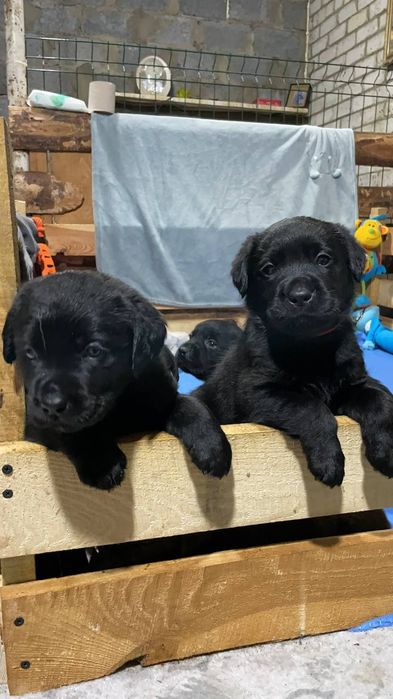 Щенки лабрадора ретривера