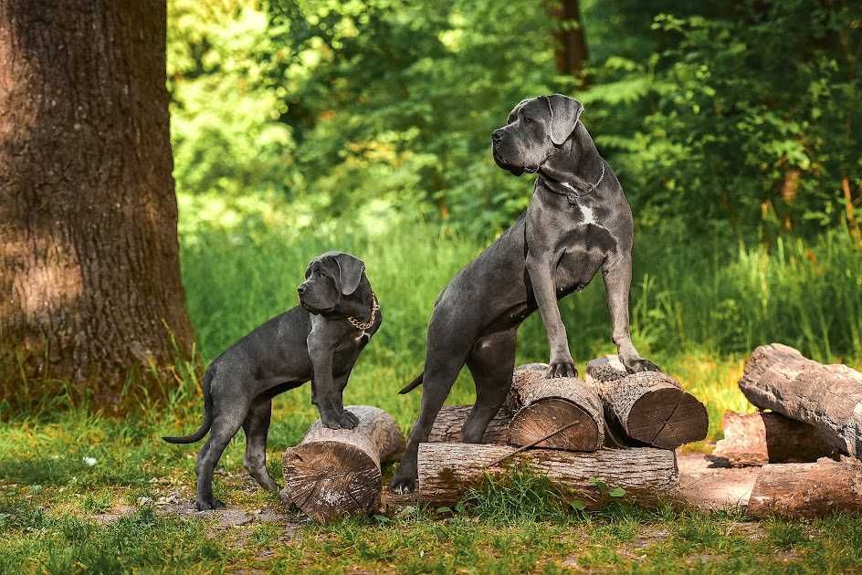 Предлагаеться Кане Корсо КСУ-FCI серая красавица