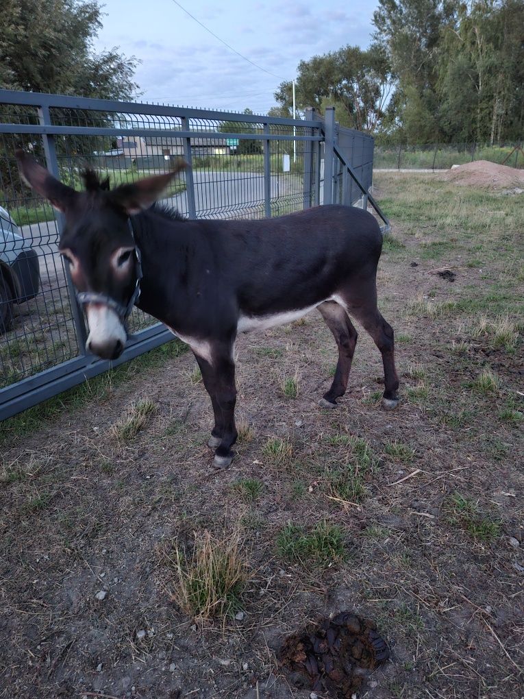 Para osiołków bardzo oswojonych