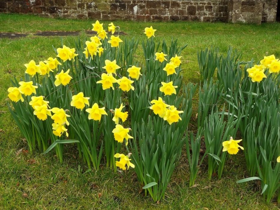 Луковицы жёлтого крупного нарцыса