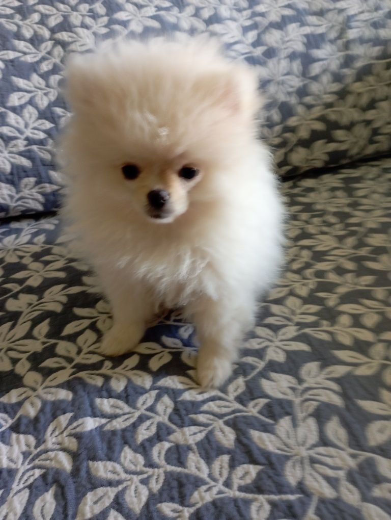 Lulu da Pomerânia miniatura
