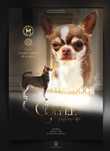 Chihuahua czekolodowy reproduktor