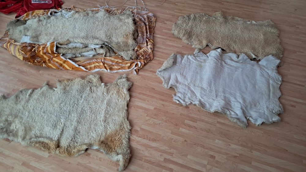 Skóry Owcze wyprawione na surowo