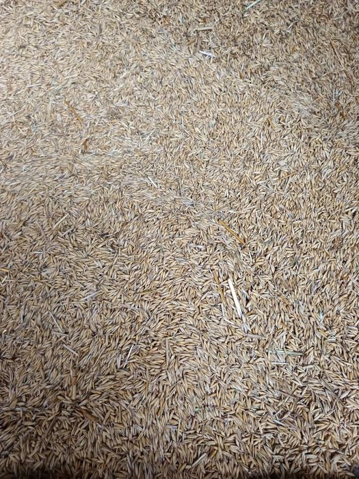 Sprzedam owies - kwalifikat