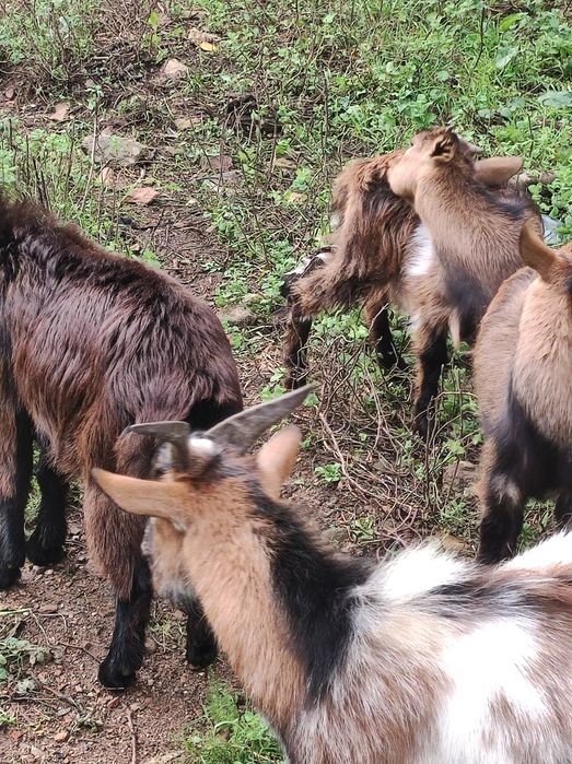 cabritos a prucora de novo pasto