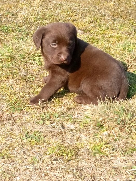 Labrador Retriever