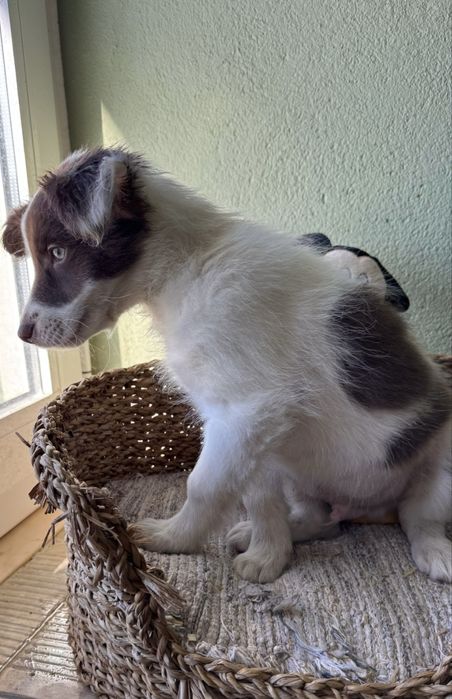 Menino Border Collie