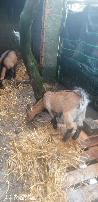 Vendo cabras anãs 1 macho e 2 fêmeas