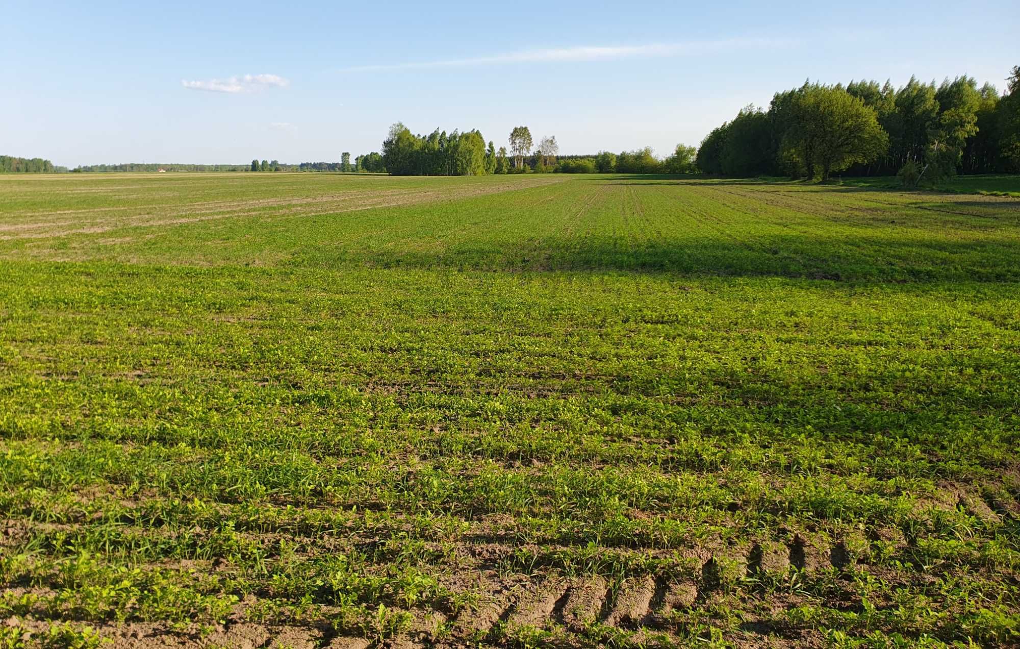 Gorczyca Biała zbiór 2025r