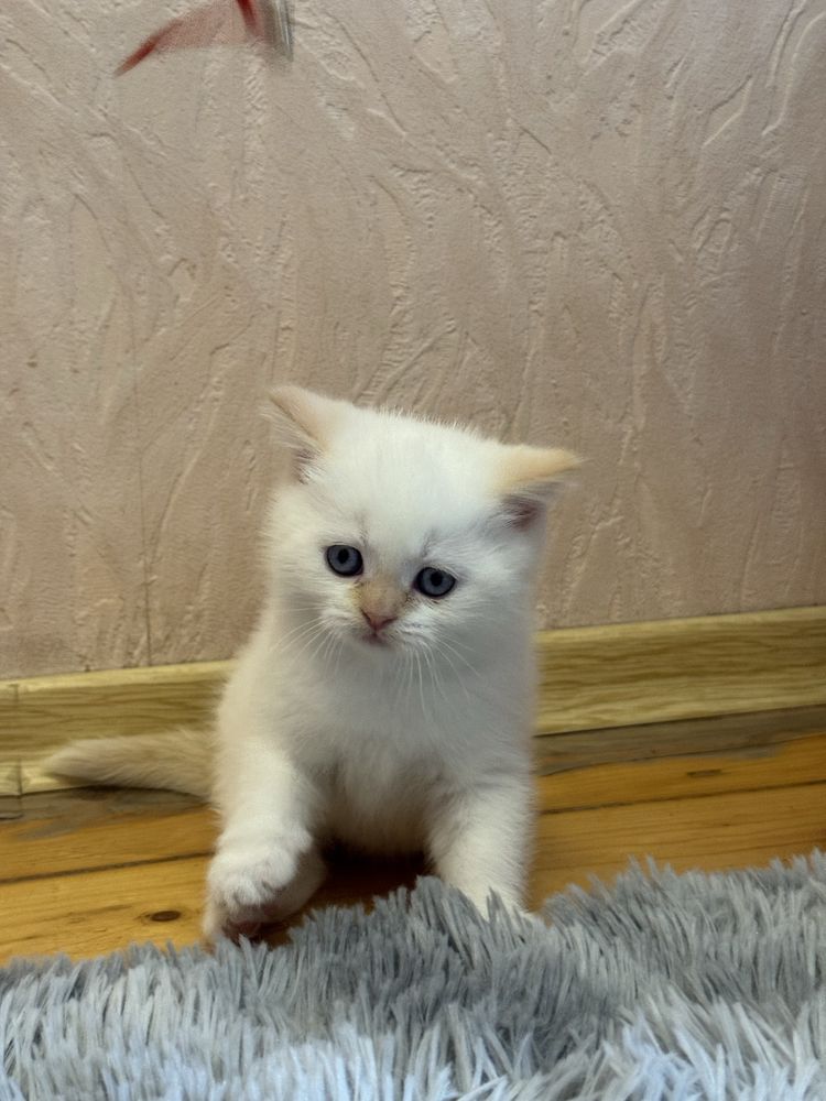 Продається шотладський хлопчик