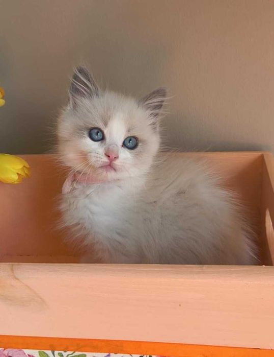 Prześliczny i delikatny kociak rasy Ragdoll.