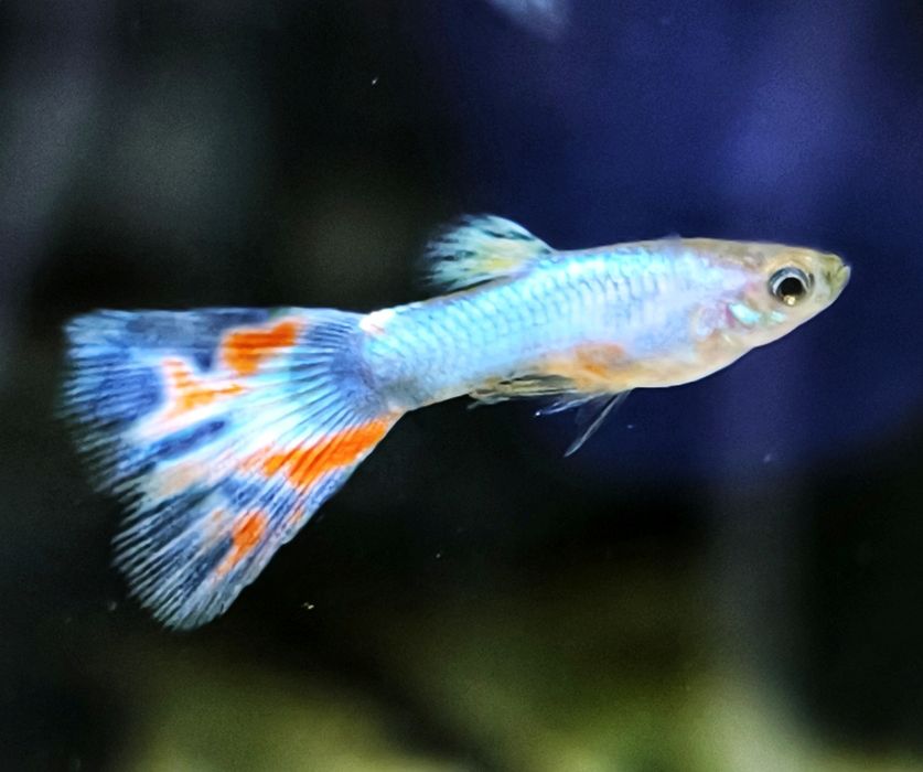 Gupik Singa Blue Red Mosaic – intensywne kolory, zdrowa linia