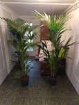 Howea Forsteriana - Kentia Palma 165-190cm wyprzedaż