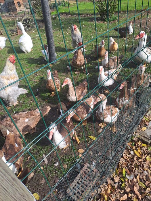 Kaczki,kaczory francuskie