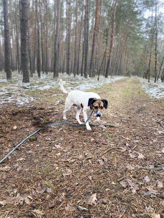 Łatek - uratowany pies z łańcucha, ale nadal łagodny i słodki!