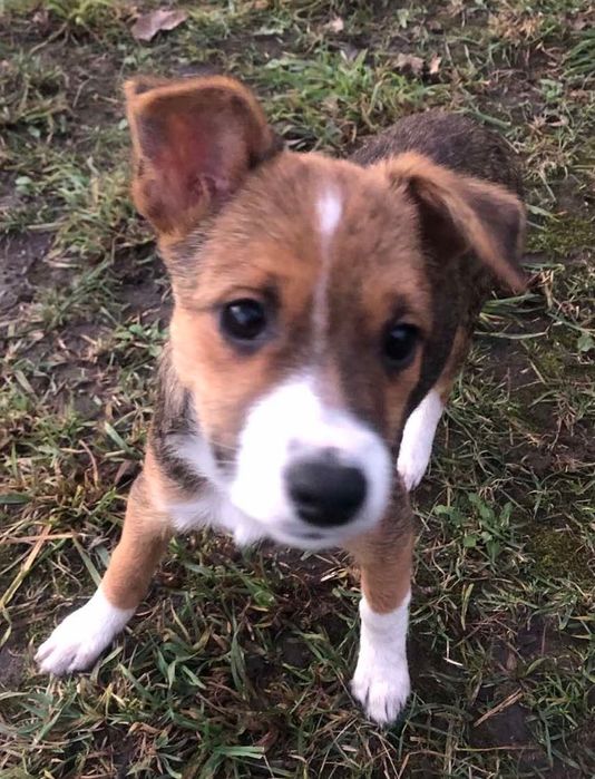 Ця маленька дівчинка-щенятко