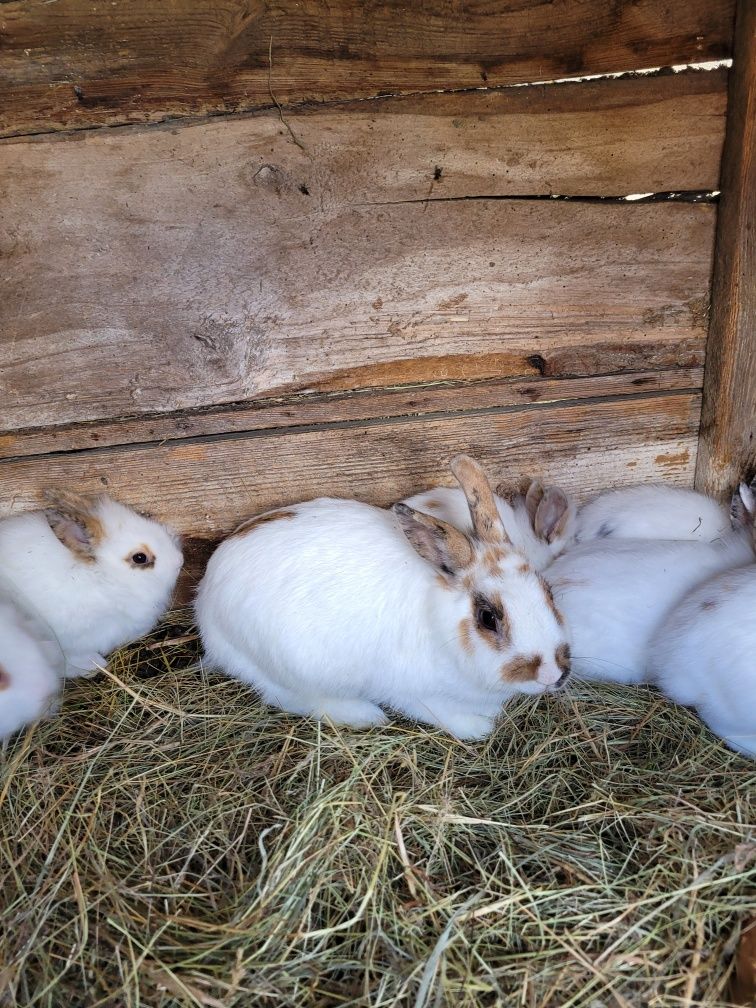Kruliczki miniaturki