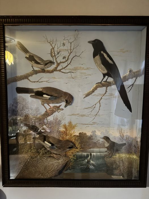 Gablotowa diorama taksydermiczna z ptakami 1880 -1910 rok