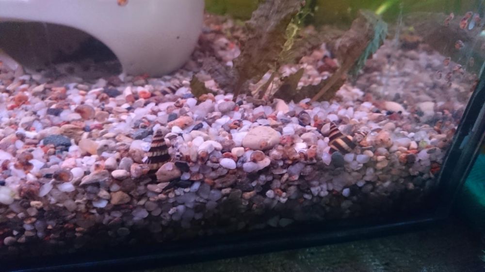 Ślmaki helenki zwalcza plagę zwykłych ślimaków