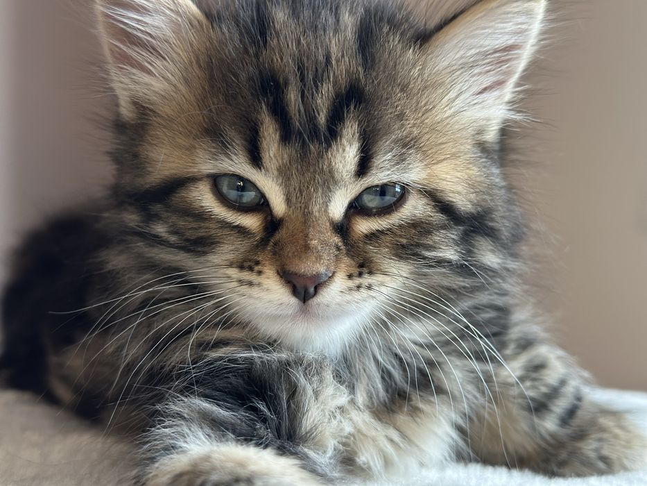 Piękna Kotka Syberyjska AIKO SeverynKa*PL