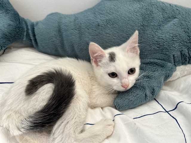 Hakuna Matata, czyli Timon i Pumba mogą zamieszkać w Twoim domu