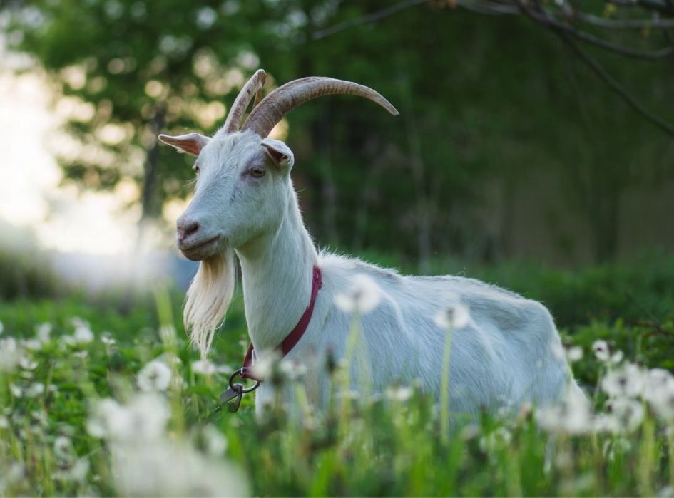 Продам козу дійну