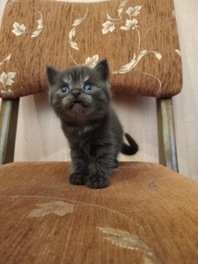 Шотландські кошенята .