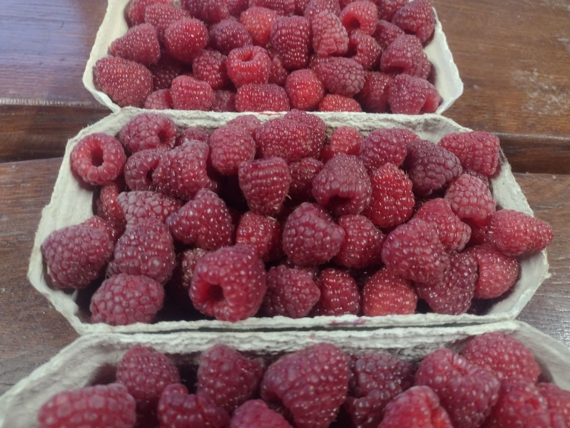 Maliny ekologiczne