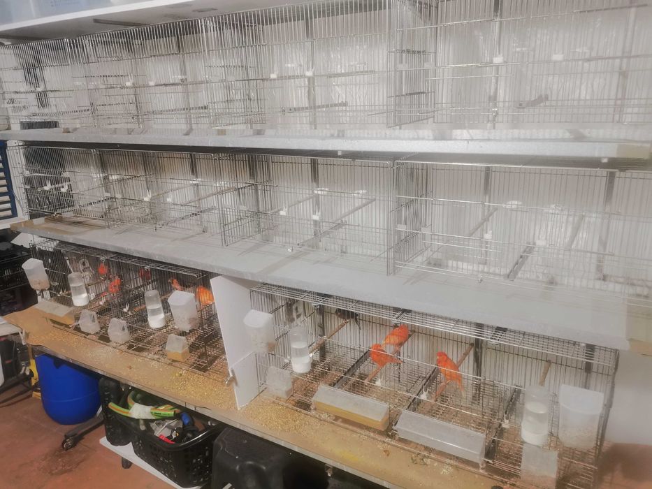 Bateria de gaiolas para passaros e carrinho , tudo equipado.