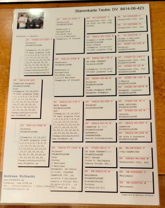 Gołębie pocztowe Kulbacki