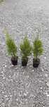 PROMOCJA Tuja szmaragd (thuja smaragd) w doniczce p9