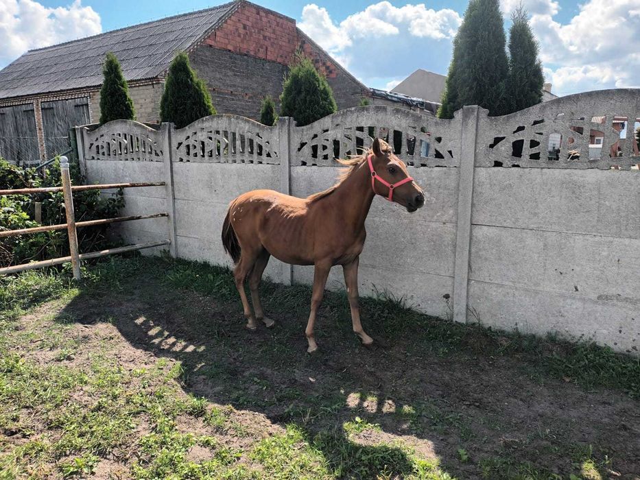 Sprzedam rocznego ogierka