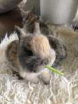 Królik karzełek teddy mini lop mini rez nauczone kuwetowania
