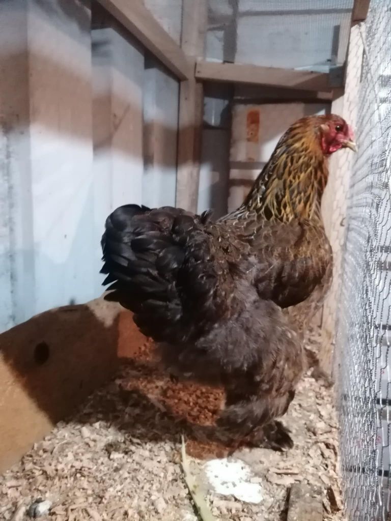 Galinha brahma perdiz dourada
