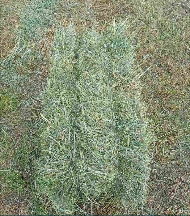 Продам сіно лугове