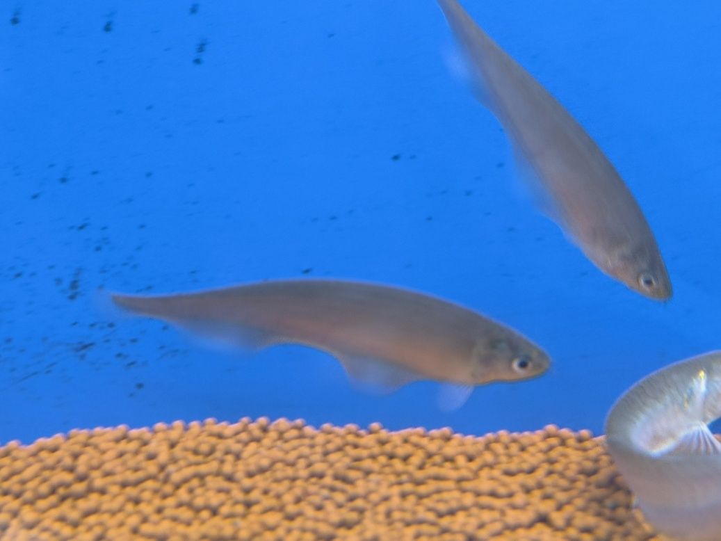 PEIXE FACA AFRICANO (Xenomystus Nigri)