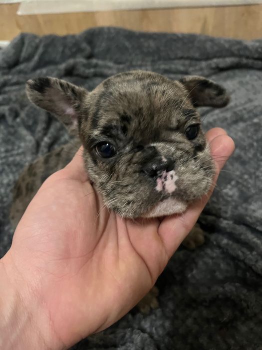 Buldogue francês merle macho