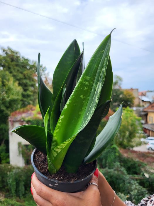 Сансевієрія трифасціата Вітні, рослина