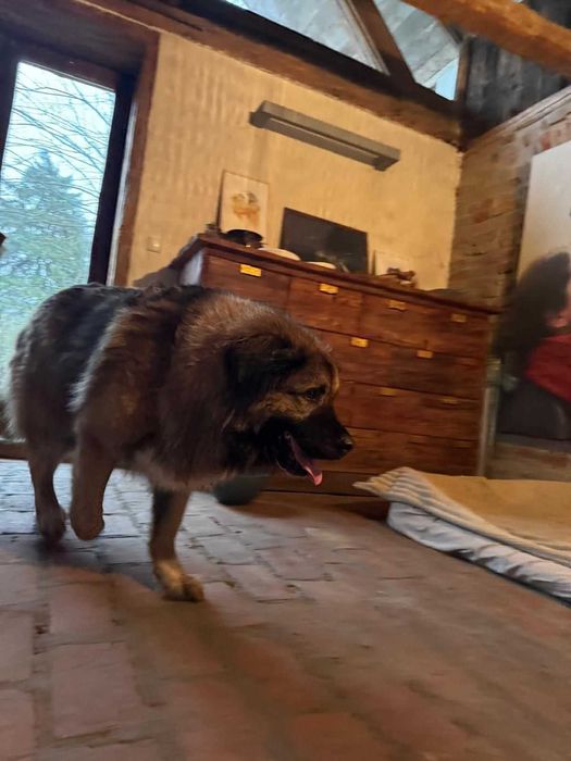Koda straciła wystarczająco dużo czasu, szuka najlepszego domu