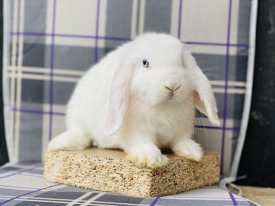 Mini lop baranek karzełek królik miniaturka Dropsik