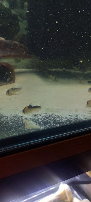 Sprzedam kirysy adolfa